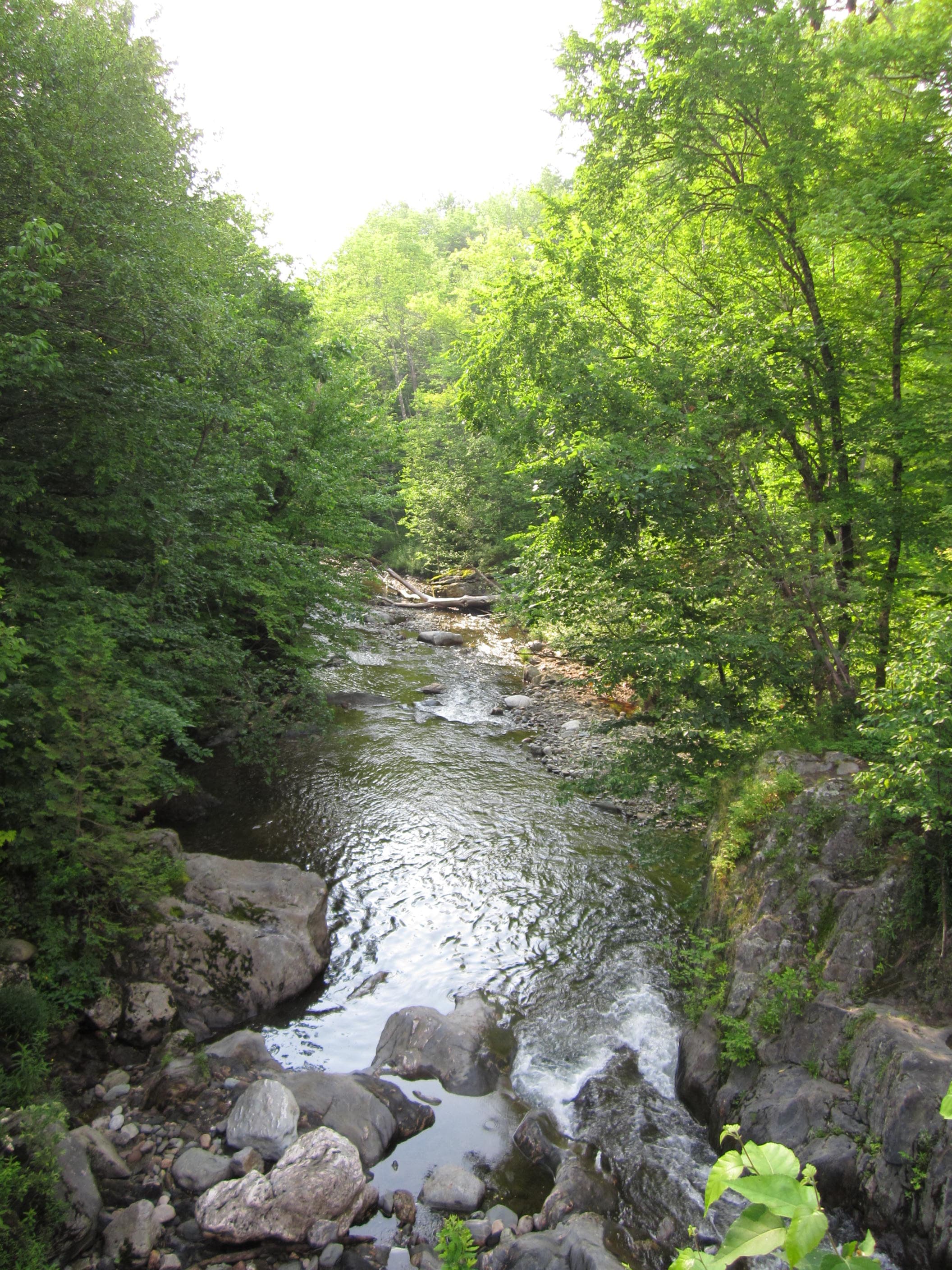 Gold Brook corridor with water movement and forest shade near the Route 100 / Waterbury Road area.