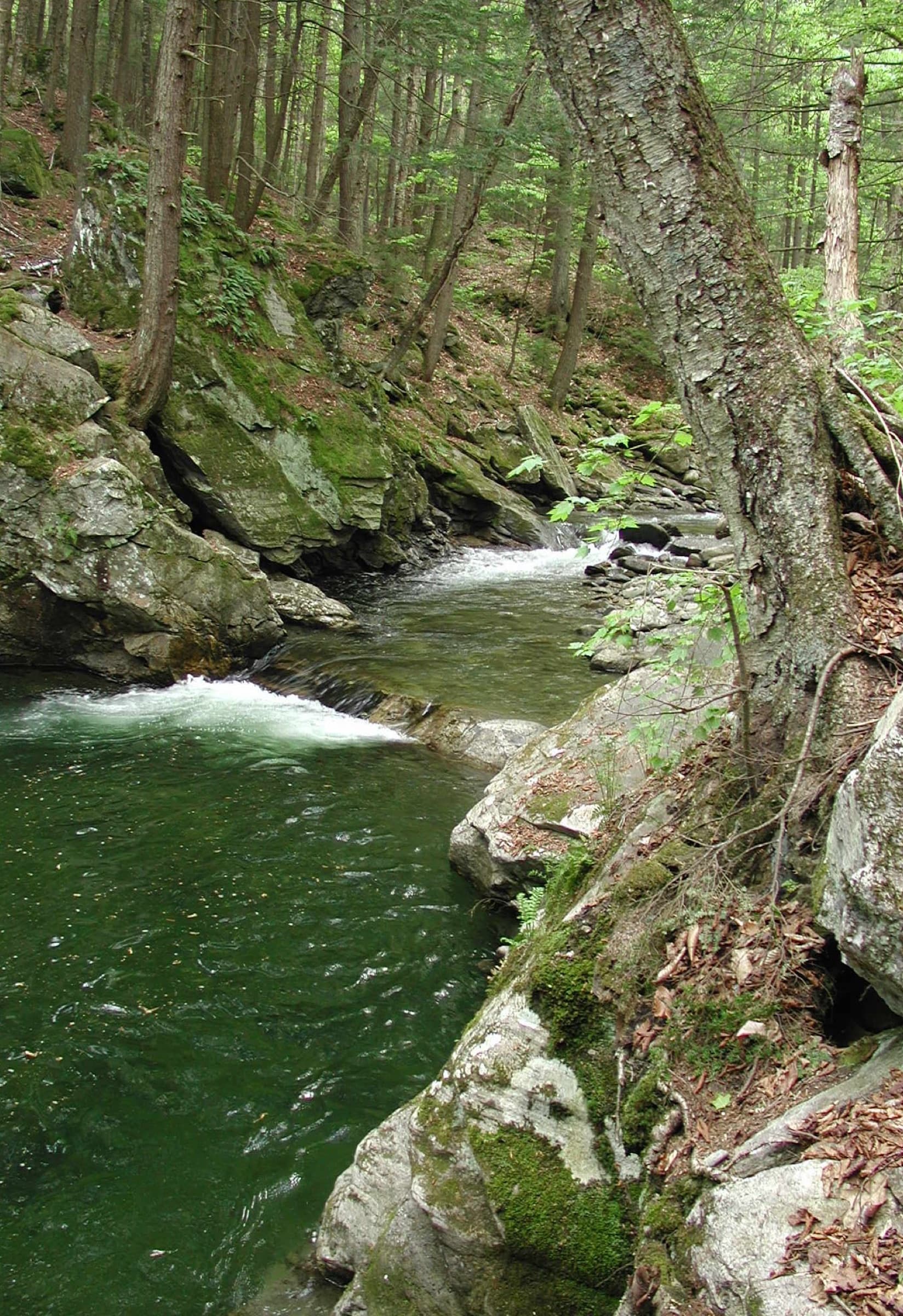Forest-framed pool and stream channel at Twenty-Foot Hole with mossy ledges and clear water.