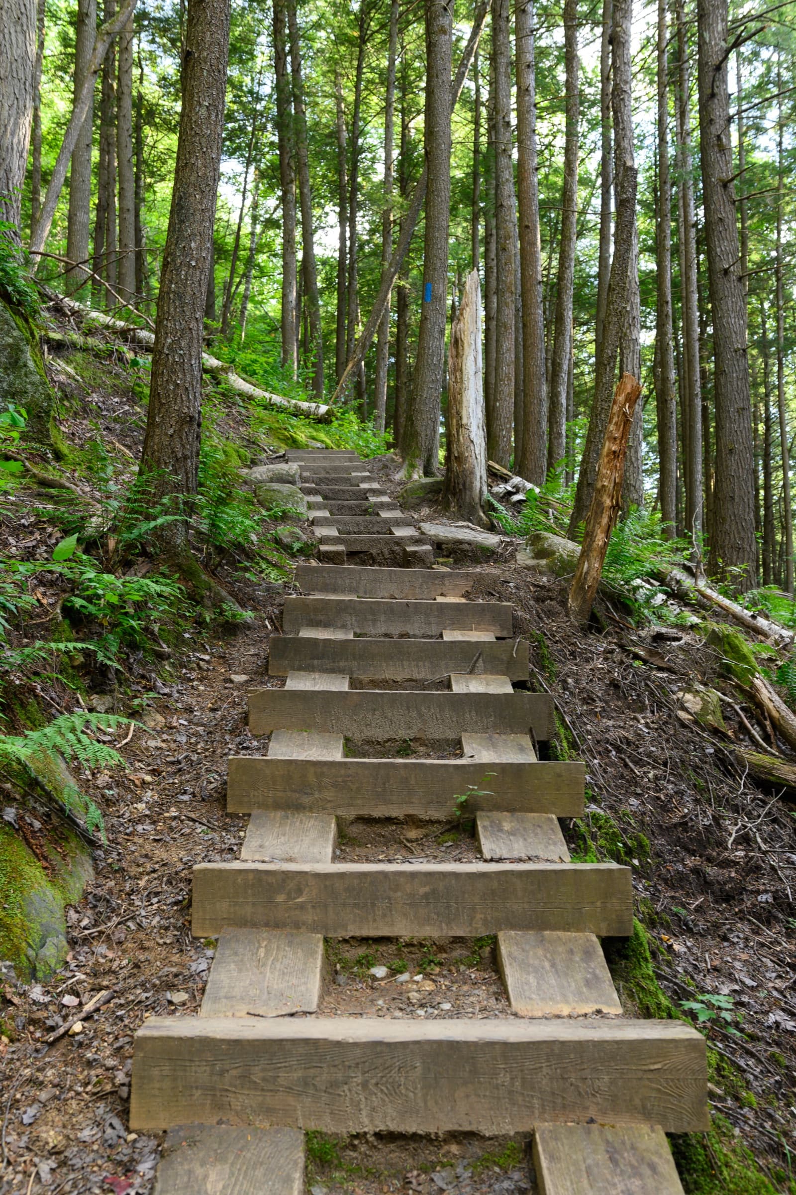Wooden stair steps climbing through conifer forest on the Hamilton Falls approach trail.