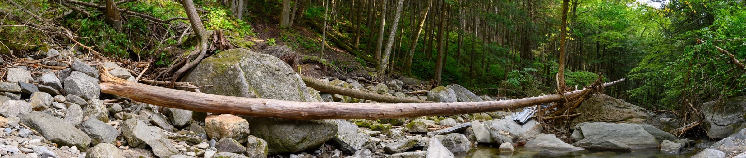 A fallen log spanning a wide rocky streambed below the forest around Hamilton Falls.