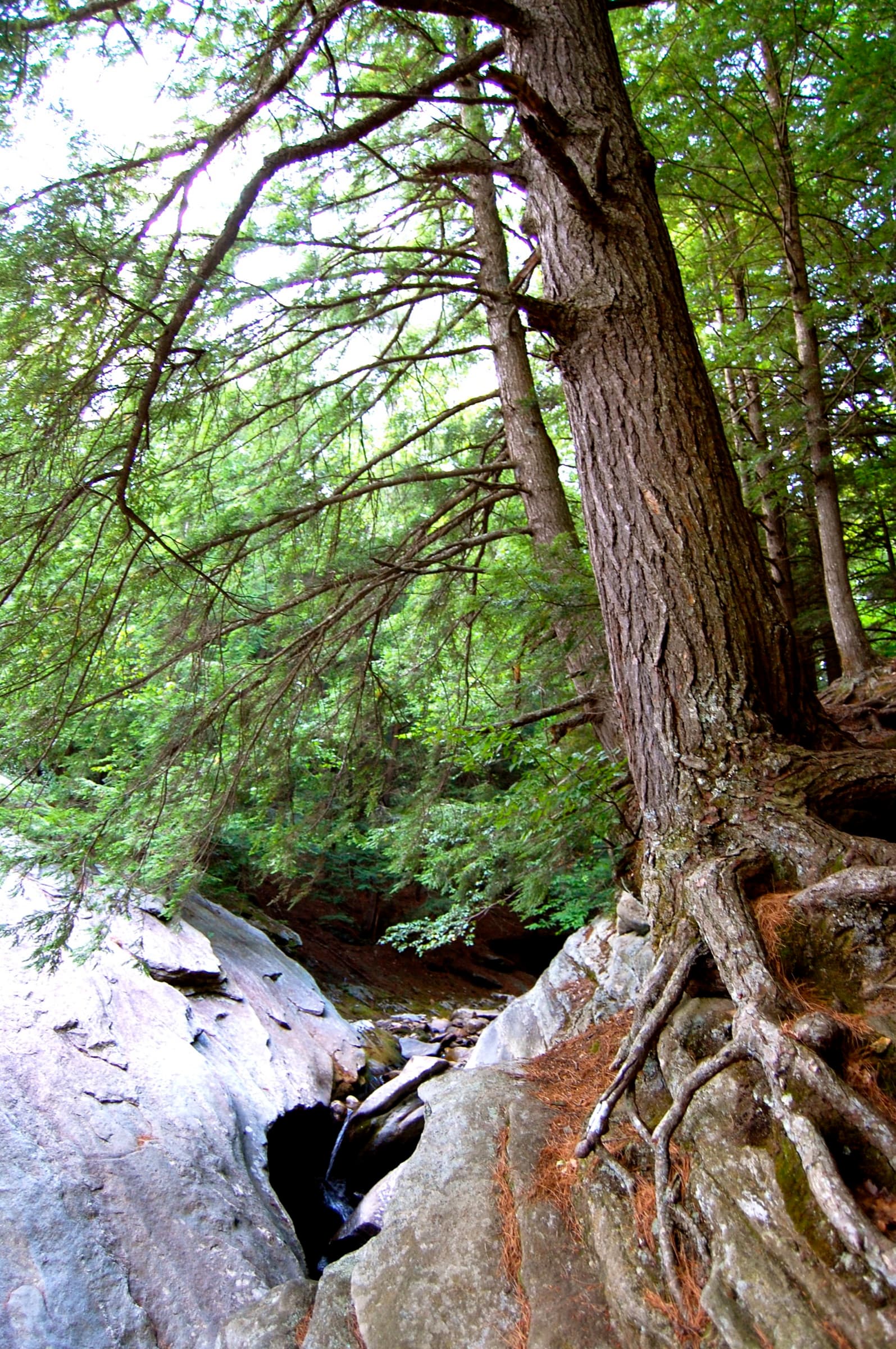 Tall pine roots gripping smooth bedrock above a narrow water channel at Hamilton Falls.