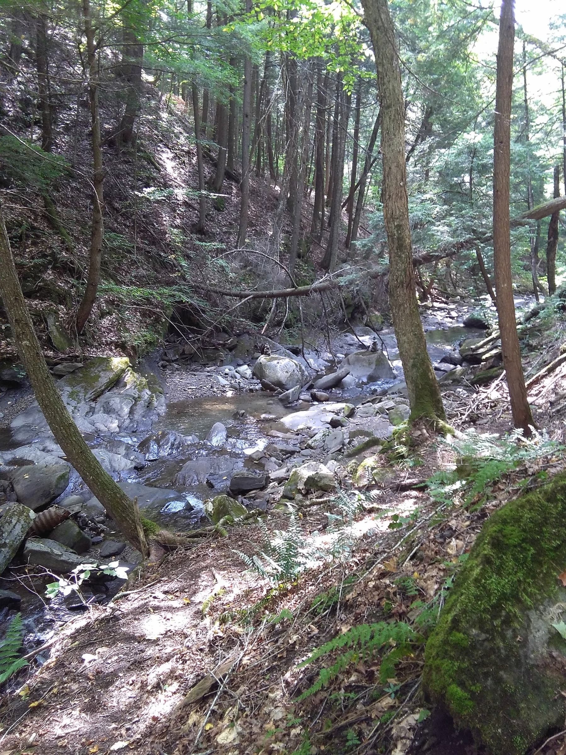 Wooded brook corridor and short approach near Old City Falls in Strafford.